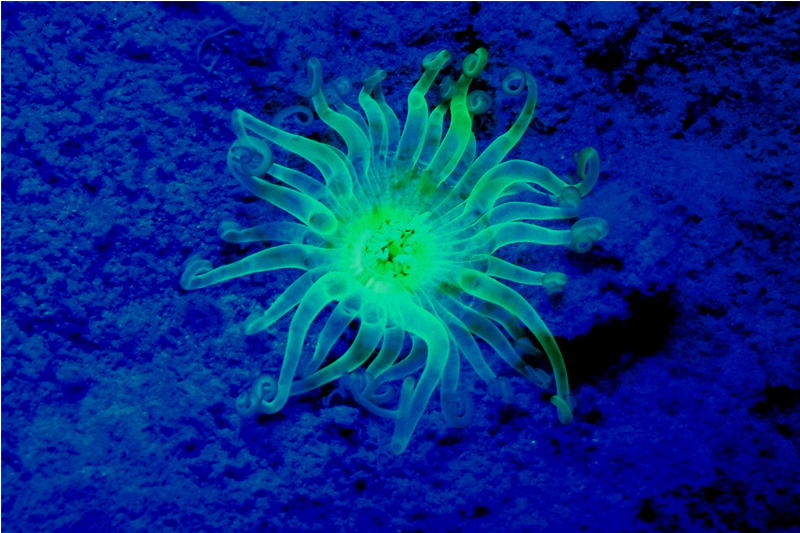 Sealife Sea Dragon Fluoro-Dual Beam Tauchlampe Blau