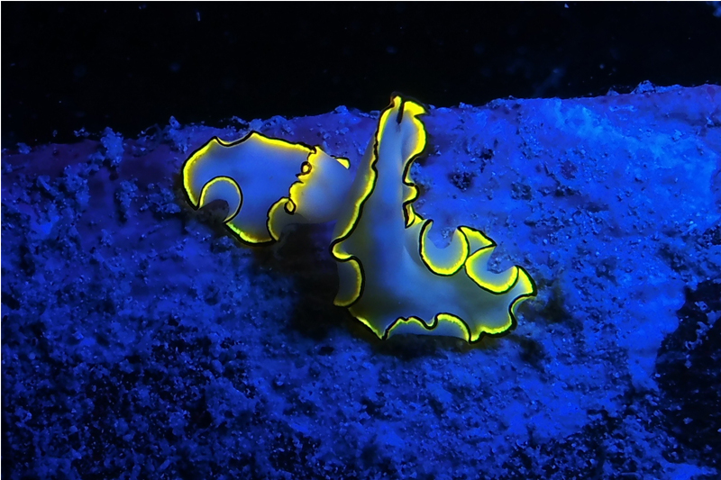 Sealife Sea Dragon Fluoro-Dual Beam Tauchlampe Blau