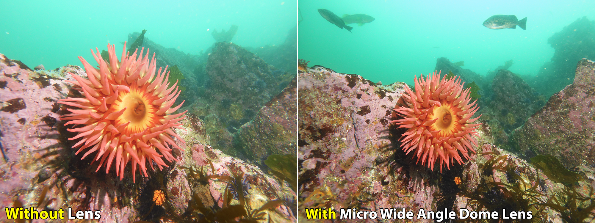Sealife Lenses Micro Wide Angle Dome Lens Weitwinkel 143°